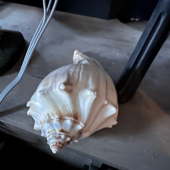 Seashells - Picture 6 of 6